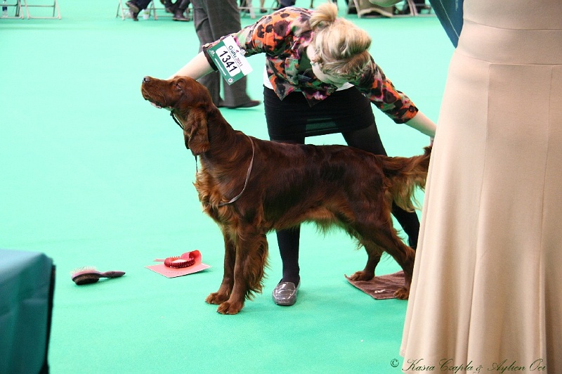 Crufts2011 310.jpg